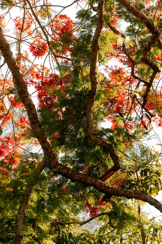 view of tree nches with red flowers in the trees