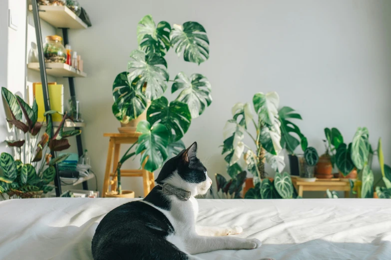 black and white cat sitting on top of a bed near many green plants