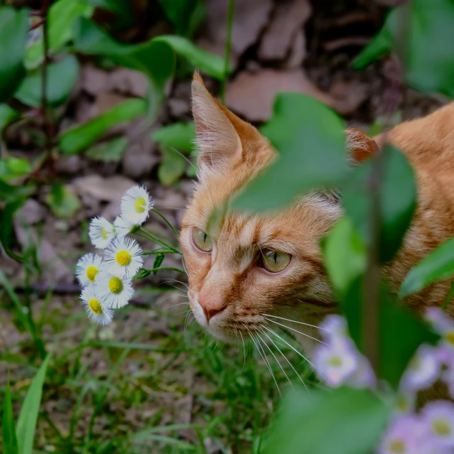 a cat looking at the camera through some flowers