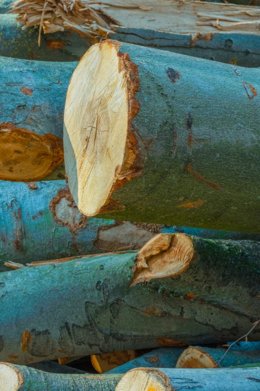 large pieces of wood are piled on the log