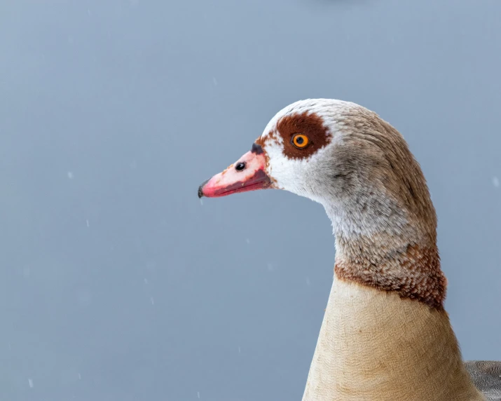 a duck stands alone and looks up at the camera