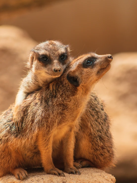 two meerkats hugging their noses on top of each other
