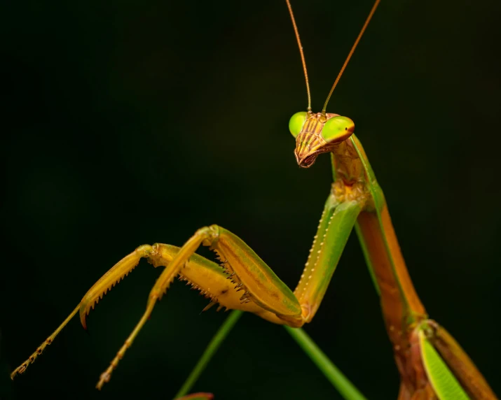 a close - up of a praying mantissae, looking towards the camera