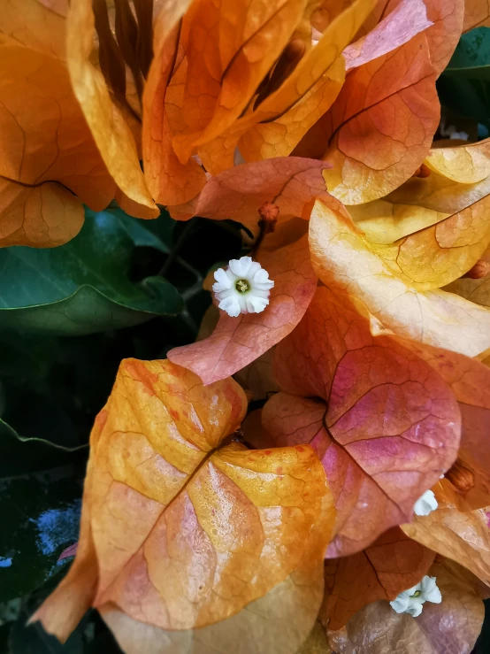 some leaves are colorfully colored and have white flowers