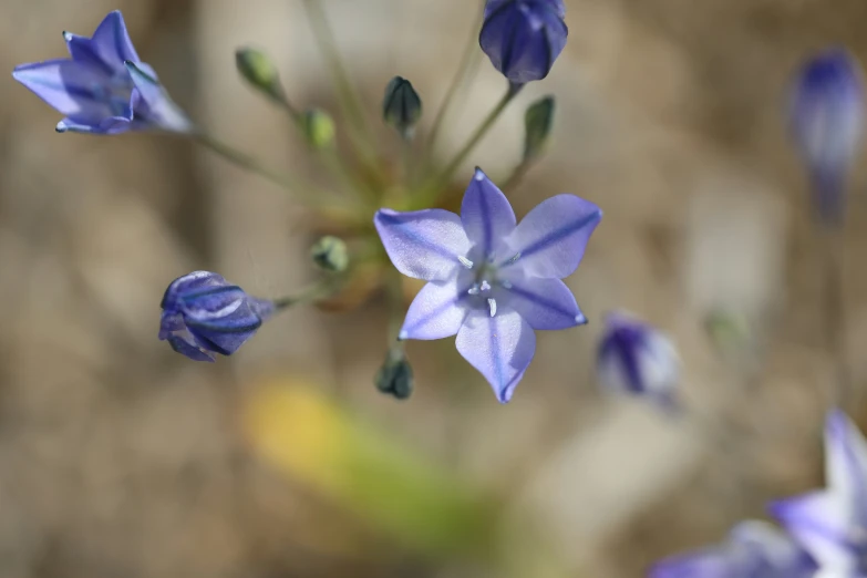 a single blue flower with tiny drops of water on it