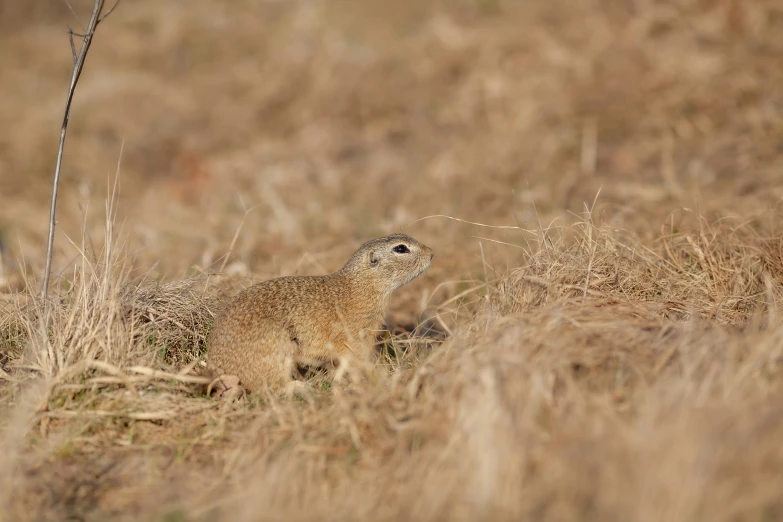 a small animal is standing in the tall brown grass