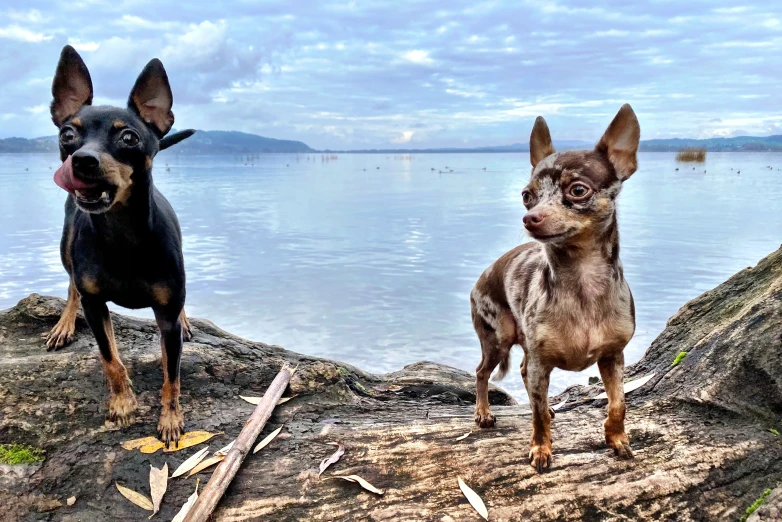 a couple of dogs that are sitting in the dirt