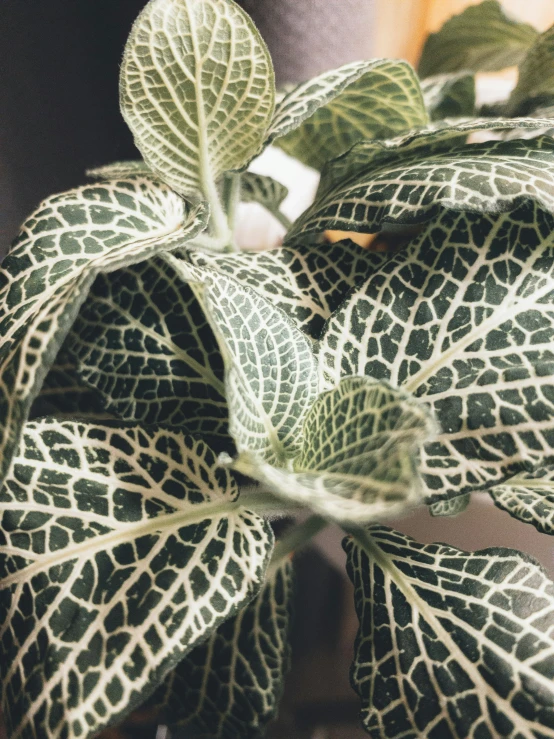 a plant with green and white leaves and white stems