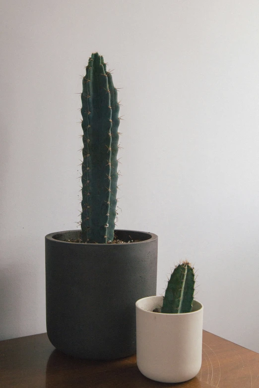 a green cactus in a white and black planter