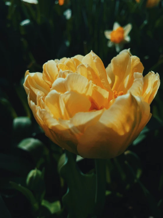 a yellow flower in front of several other flowers