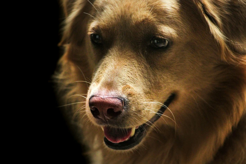 a close up of a brown dog on a black background