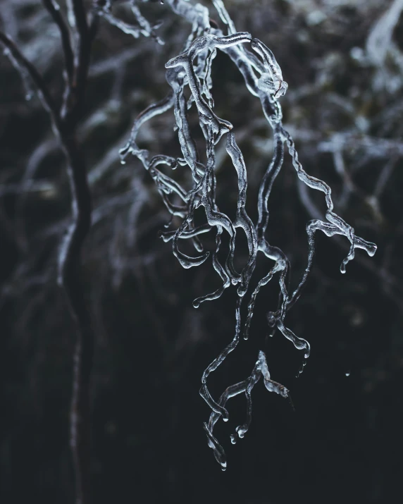 ice icing is hanging from a nch of a tree