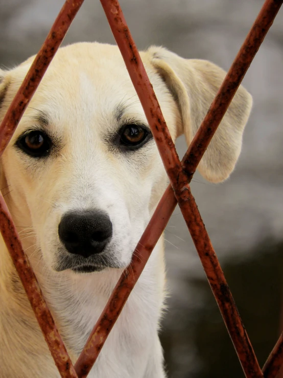 a yellow dog with brown eyes behind bars of metal