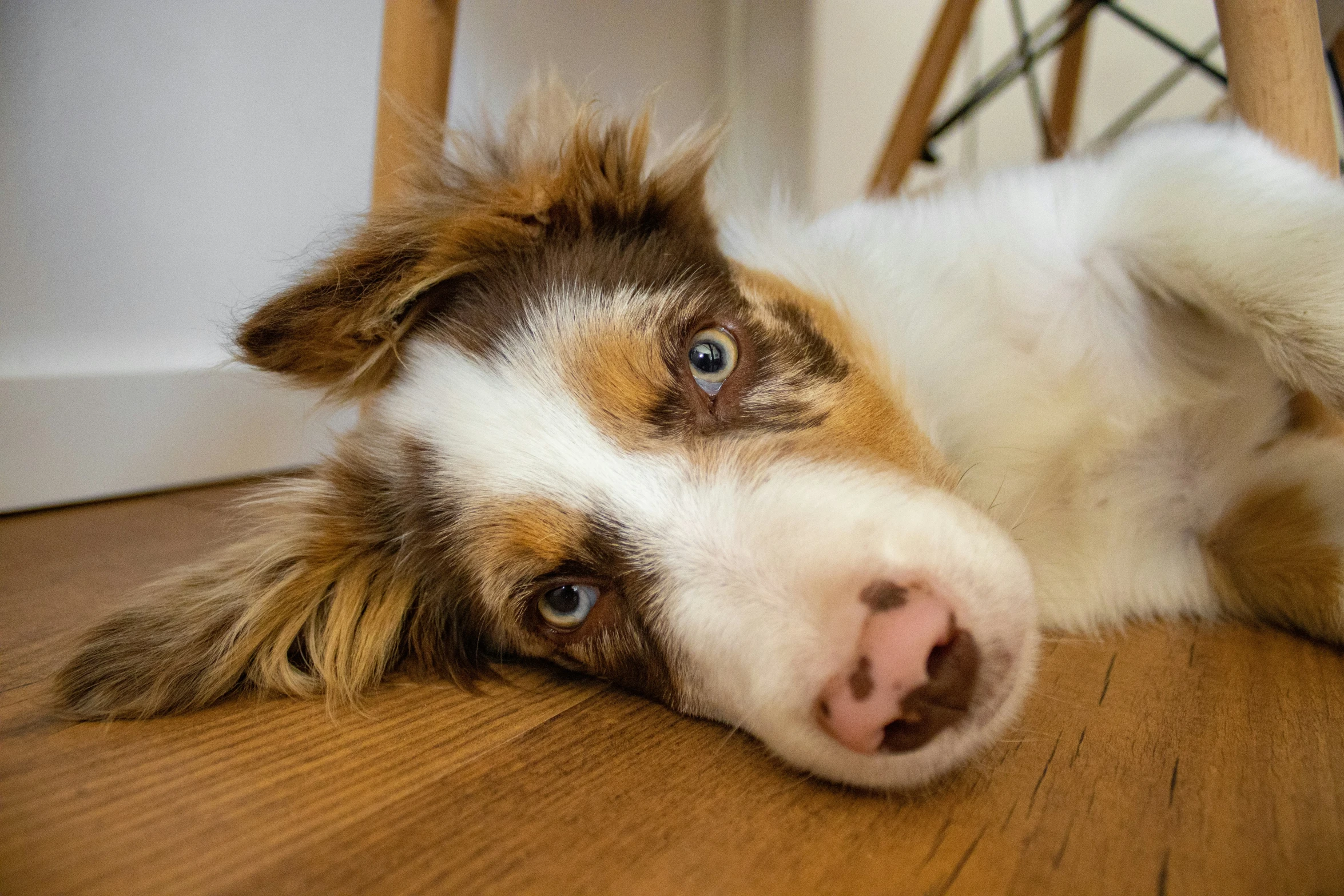 a white dog laying on top of a wooden floor