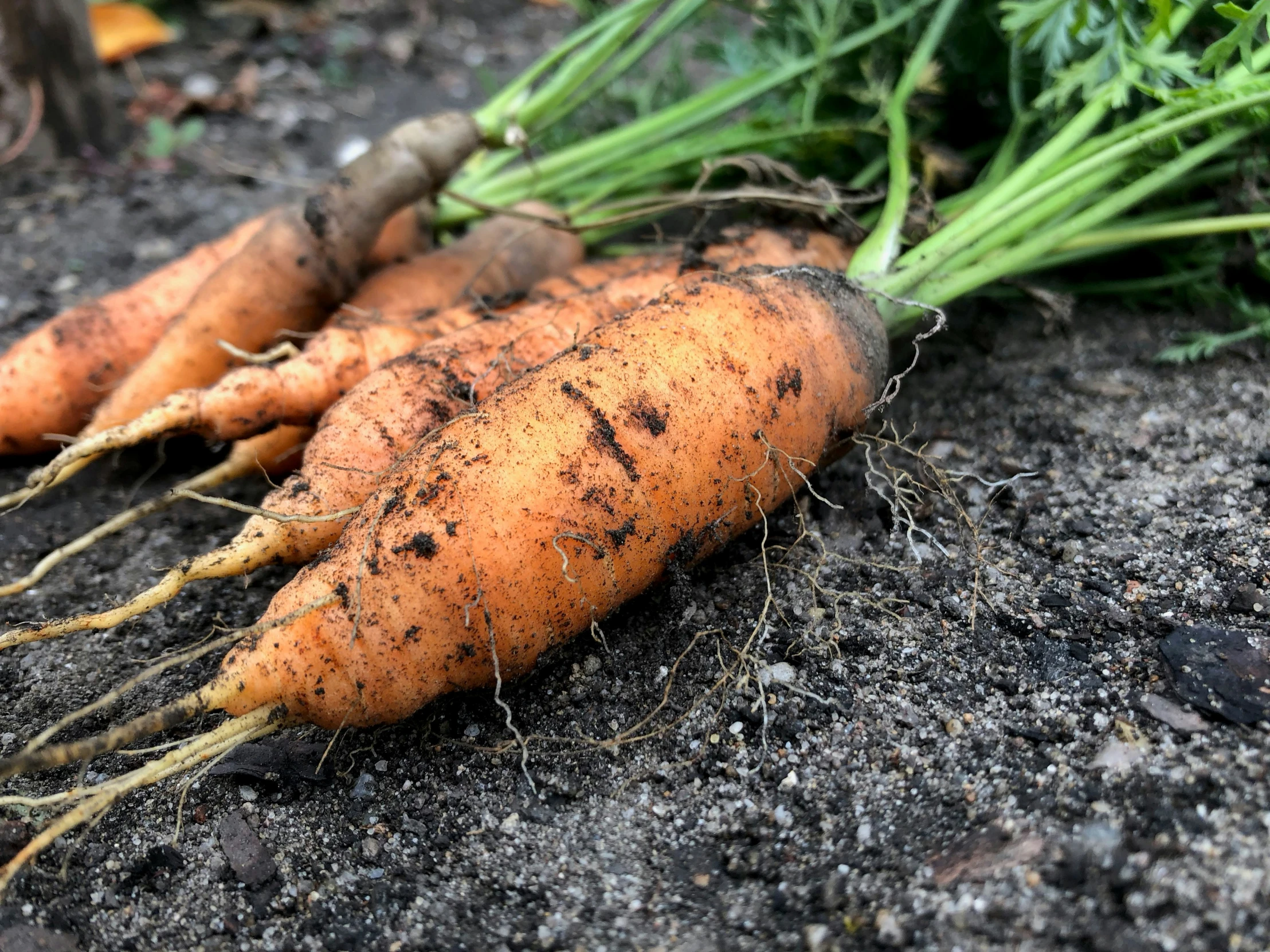 several carrots on the ground with dirt and grass