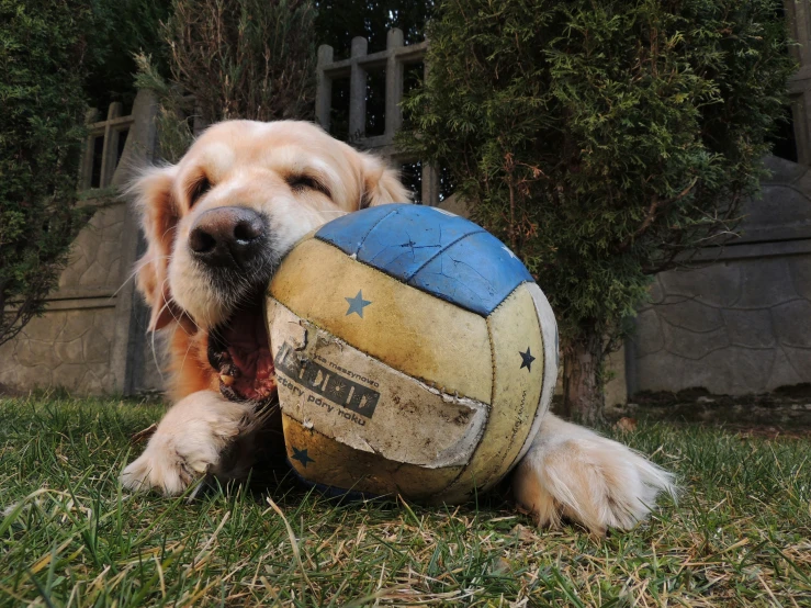 a dog is lying on the grass with his mouth open and he is about to bite a soccer