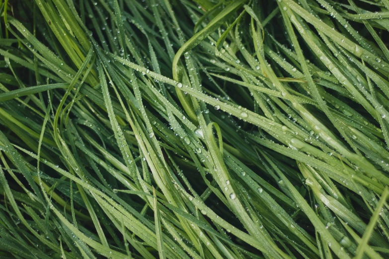 water droplets on green grass that is covered in dew