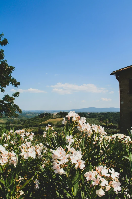 flowers in front of a house on top of a mountain