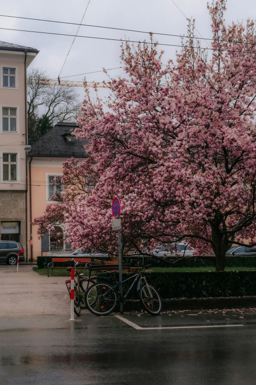 a bike is parked next to a tree in bloom