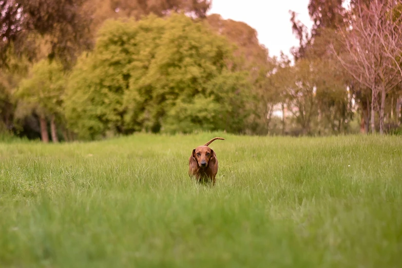 an dog running through a field of green grass