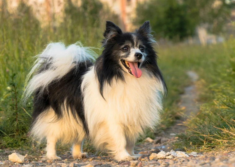 a small black and white dog standing on a dirt road