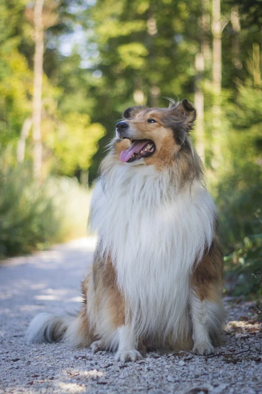 the sheltie is sitting on a gravel road outside