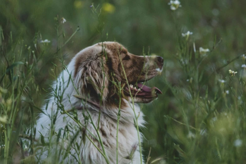 a white and brown dog sitting in some green grass