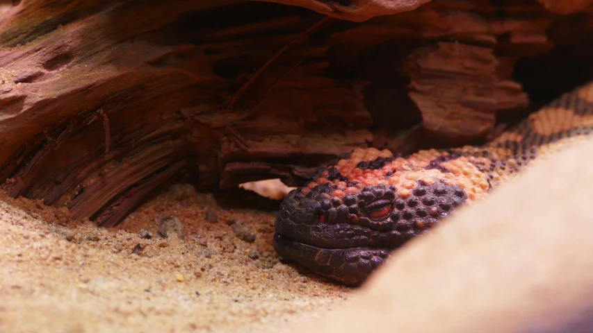 an image of the inside of a log