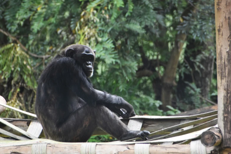 a gorilla sits on a deck surrounded by trees