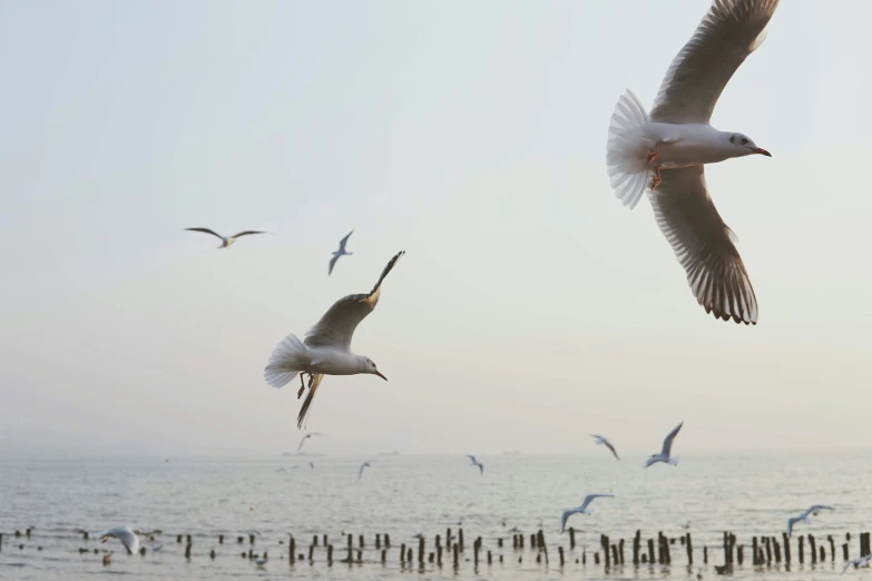 there are many birds flying over the water