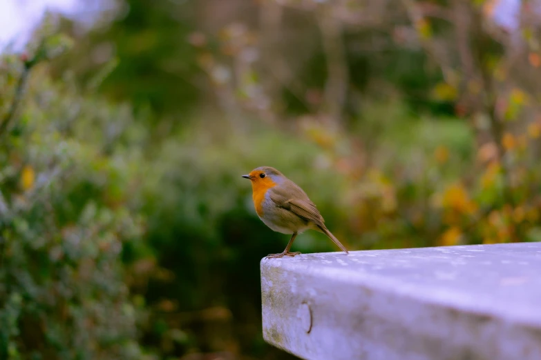 a little bird perched on the top of a bench