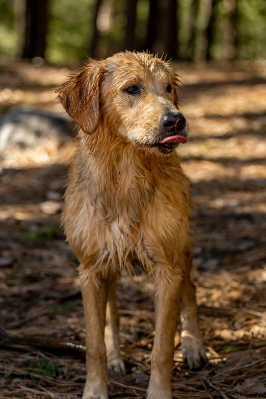 a dog stands in the woods looking to its left