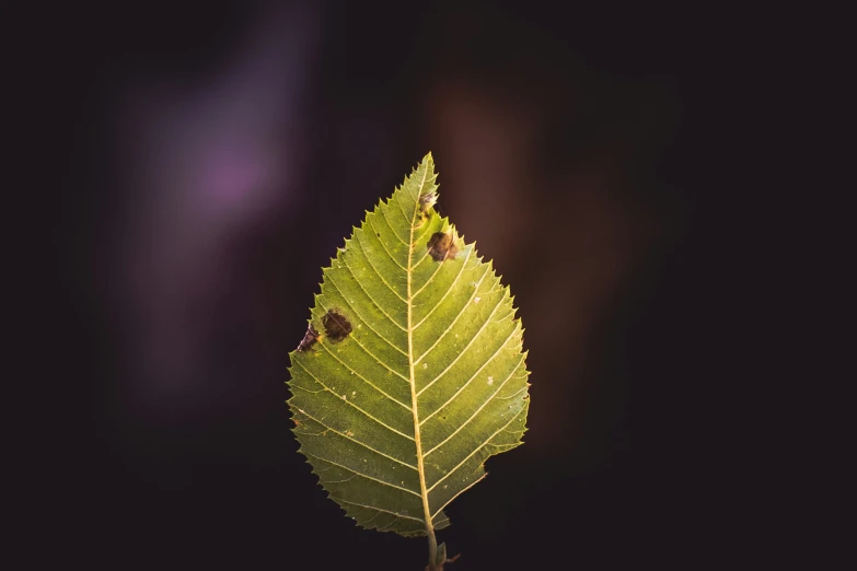 a leaf that is on top of a tree