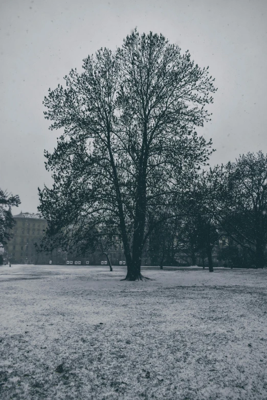 a tree in a snow field with houses in the background