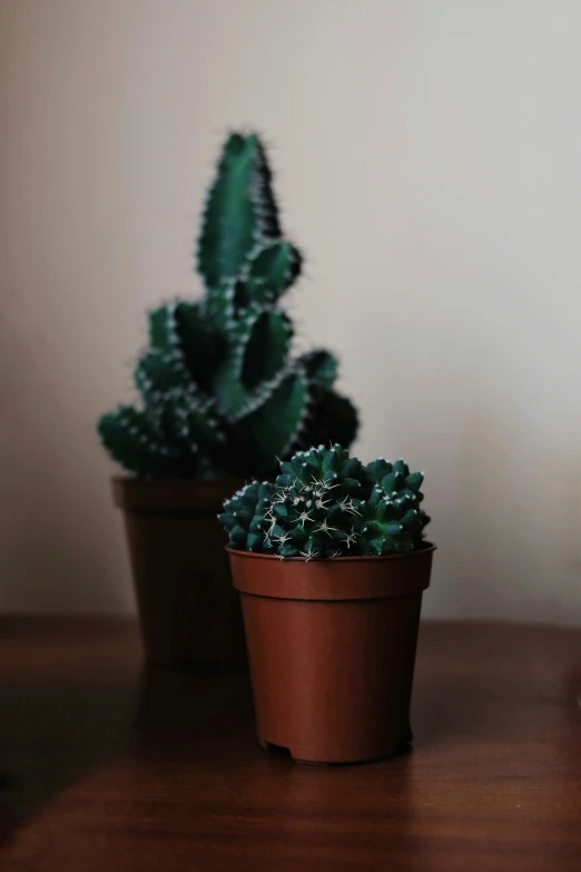 a small cactus in a brown flower pot