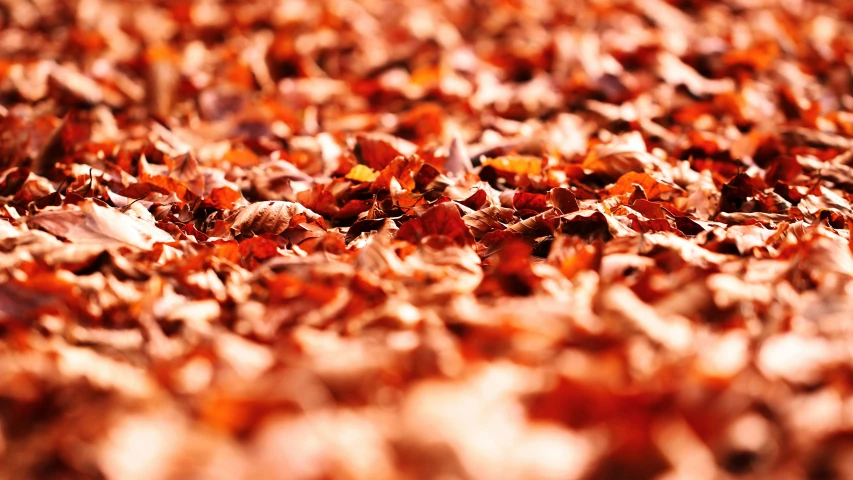 there are many pieces of orange colored leaves that have fallen