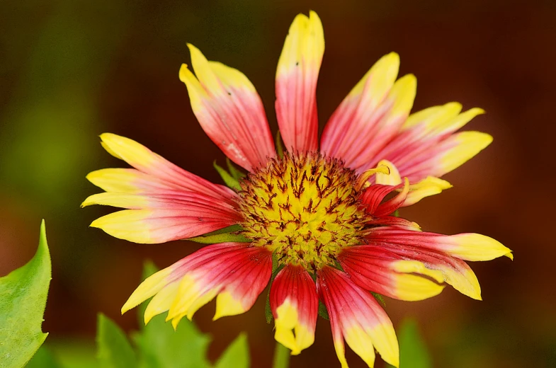 a large red and yellow flower in the grass