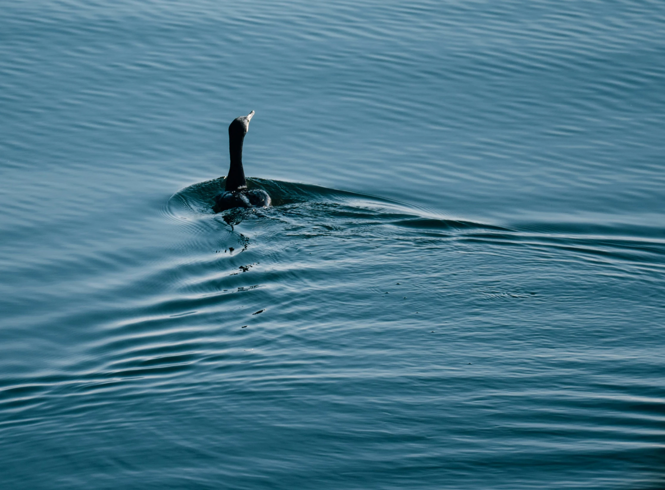 the bird has a long beak and is swimming