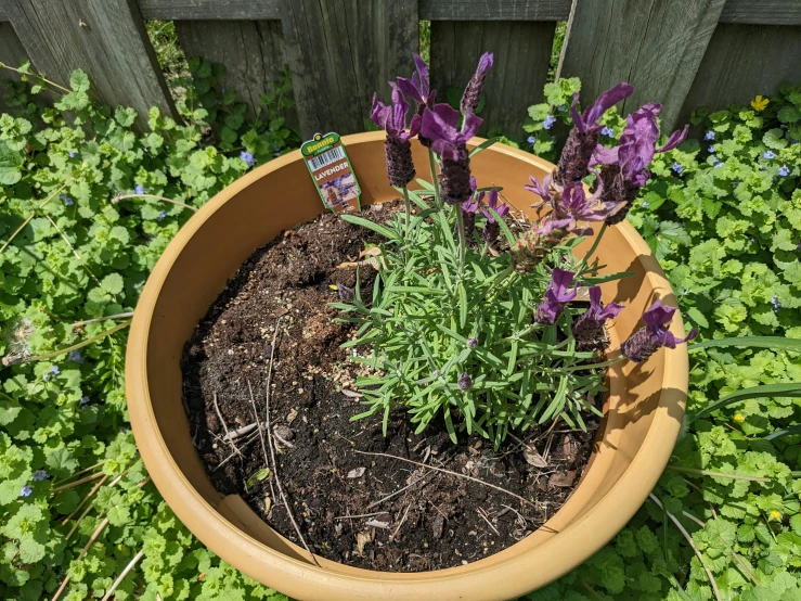 purple flowers in an orange flower pot on a lawn