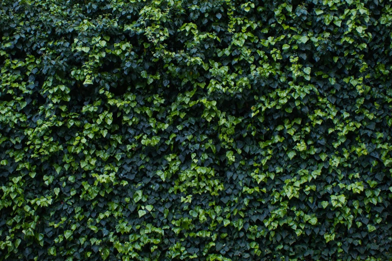 closeup view of a plant with large leaves