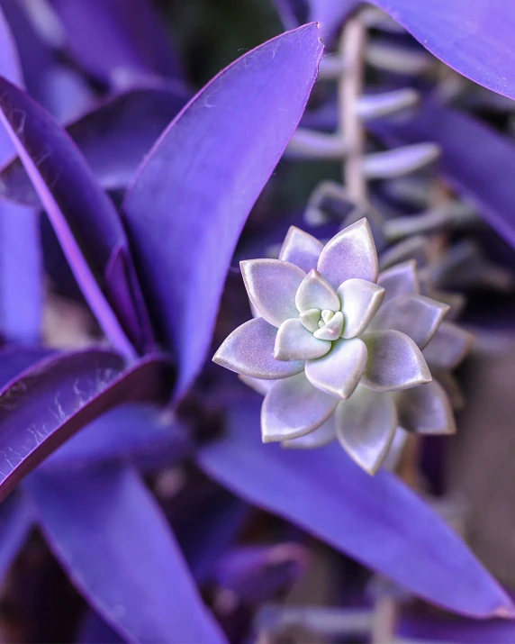a small flower growing out of purple flowers