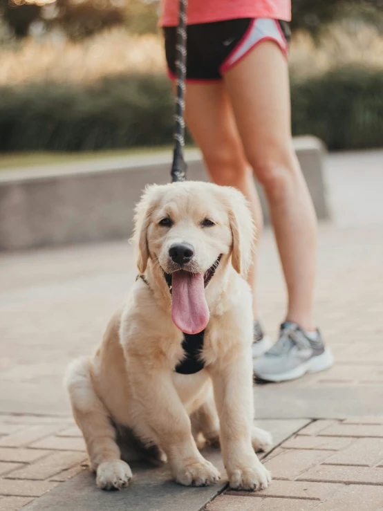 a large white puppy on a leash with a person behind him