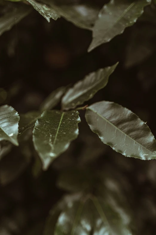 a green tree nch in a forest during the day