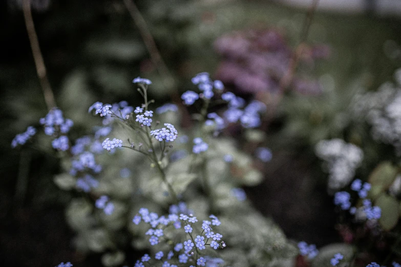 a bunch of small flowers in the field