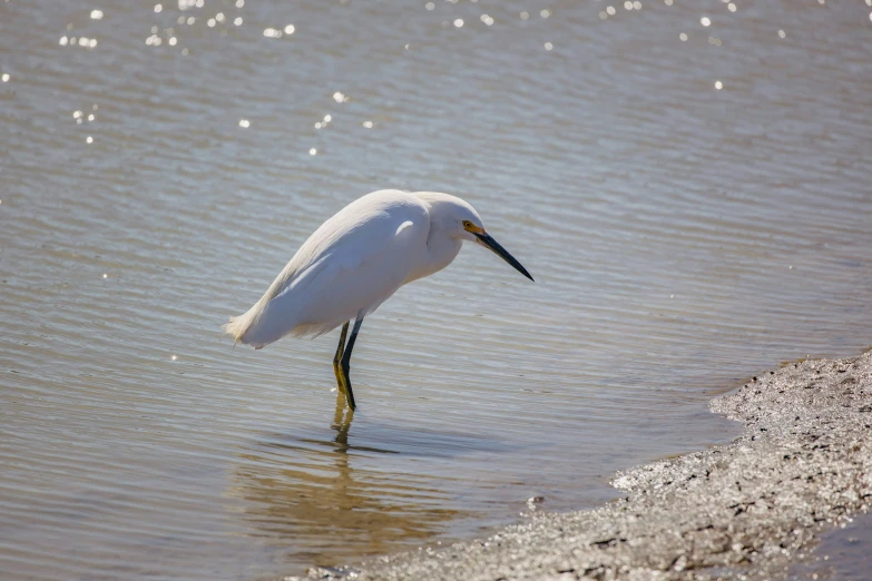 a white bird standing in shallow water