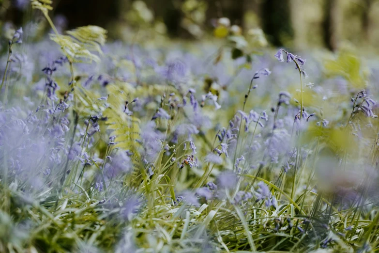 a field that has a bunch of purple flowers