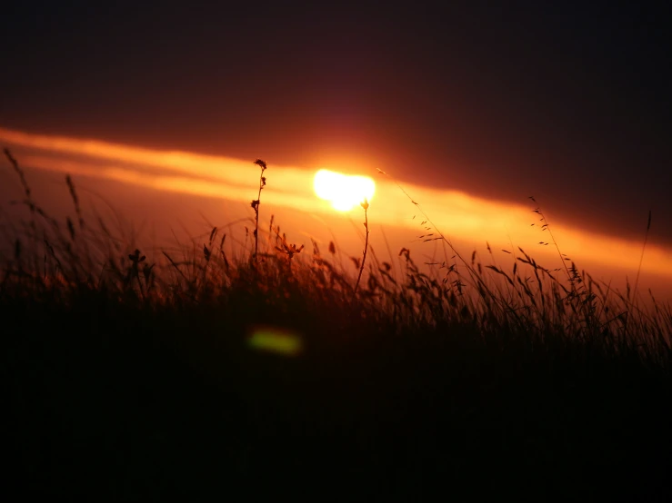 a po of some tall grass with the sun shining