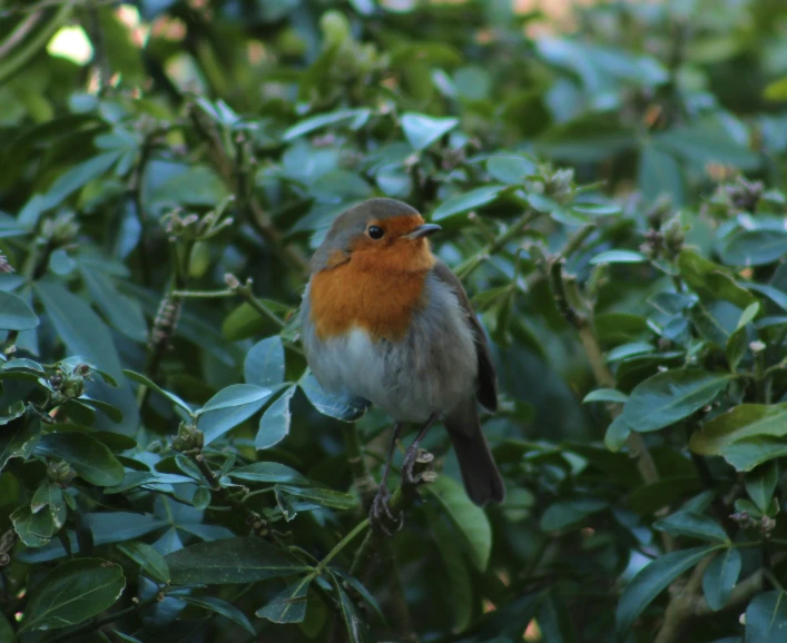 a small bird perched on a nch surrounded by leaves