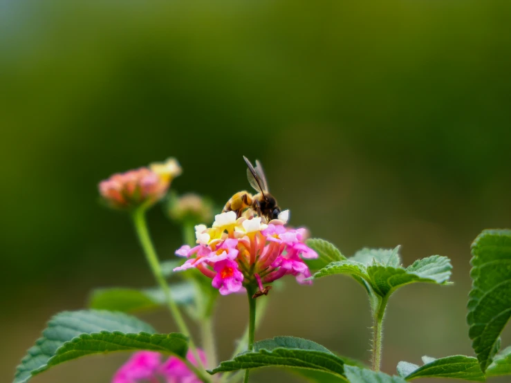 a bee that is sitting on top of a pink flower