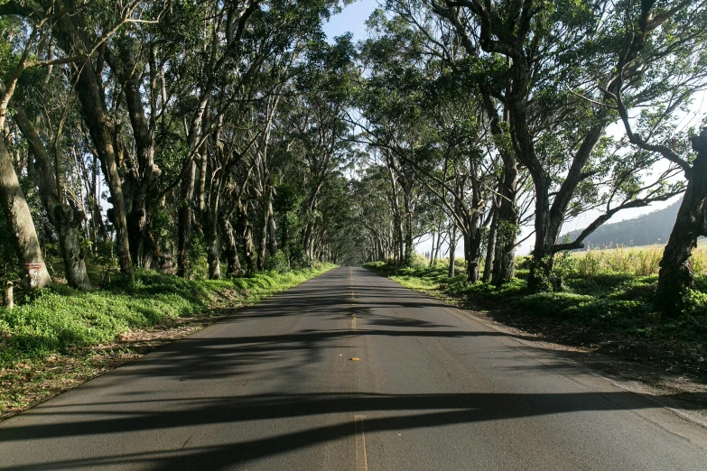 a rural road with many tall trees in the background